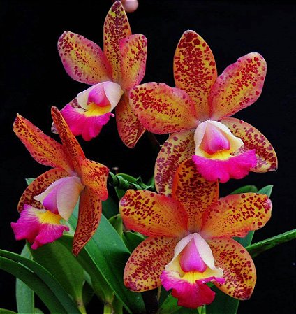 Cattleya Amigo Aniel Carnier - Pre Adulta