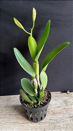 Cattleya (Labiata Coerulea x Dinard Blue) - Sementeira