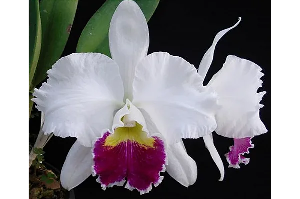 Cattleya Mildred Rives 'Orchidglade' - 2 Frentes com Botoes (Vaso Gigante)