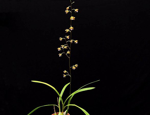 Encyclia Andrichii - Haste Floral Gigante