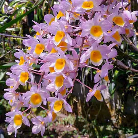 Dendrobium rosy cluster 2 - vegetal cheio