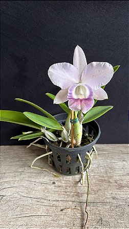 Lc. Mini Purple Coerulea 'Suzuki' 1 - Suave Otima Forma