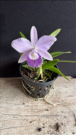 Lc. Mini Purple Coerulea 'Suzuki' 2 - Otima Forma