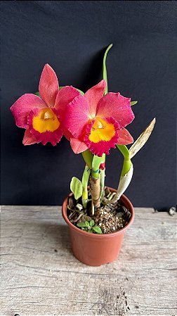 Slc. (Hawaiian Prominence America x Free Spirit) 2 - 2 Flores (Matriz)