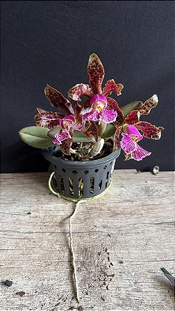Cattleya Schilleriana Rubra - 3 Flores
