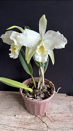 Cattleya Mossiae Alba 'Super White' 2 - 2 Flores
