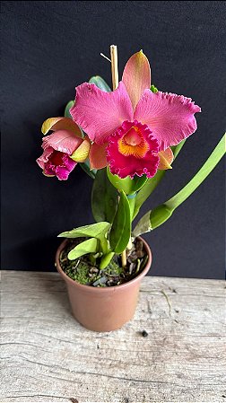 Lc. (Tiago Suzuki 'Sunlight' x Lisa Ann) - 2 Flores (Antiga)