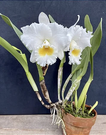Cattleya Old Sierra 'Floralia' - 3 Brotacoes (Incrivel)