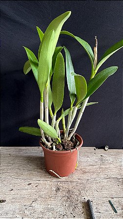 Blc. (Chinese Bronze x Nobile's Confetti) - 2 Frentes com Brotacoes (Vegetal Gigante)