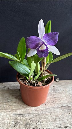 Lc. Nobile's Blue Sky 1 - Florida + Vaso Cheio