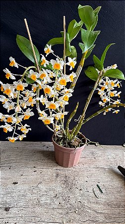 Dendrobium Cream Cascade (Densiflorum x Thyrsiflotum)