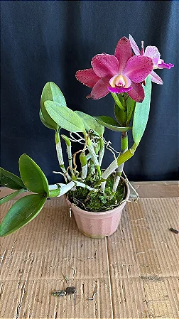 Blc. Durigan Crater - Frente com Botoes