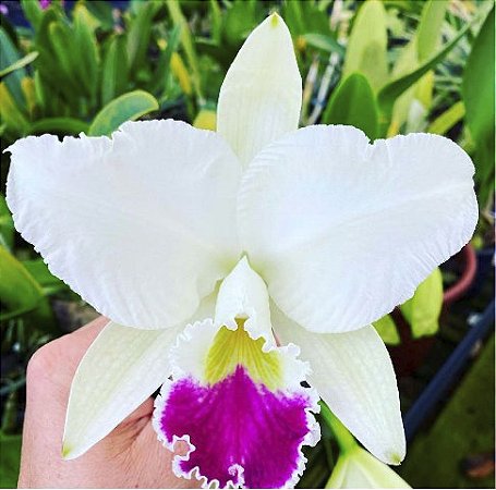 Cattleya Warneri Semi Alba - Tamanho 3