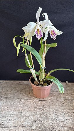 Cattleya Maxima Semi Alba Striata 1 - 2 Frentes Floridas