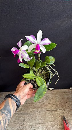 Cattleya Violacea Semi Alba Striata 2 - 2 Flores