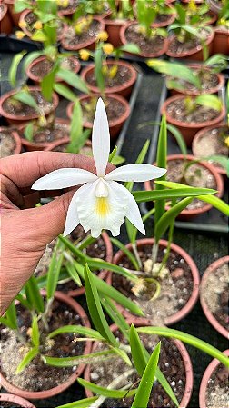 Brassavola Tuberculata x Cattleya Harrisoniana - Pré Adulta