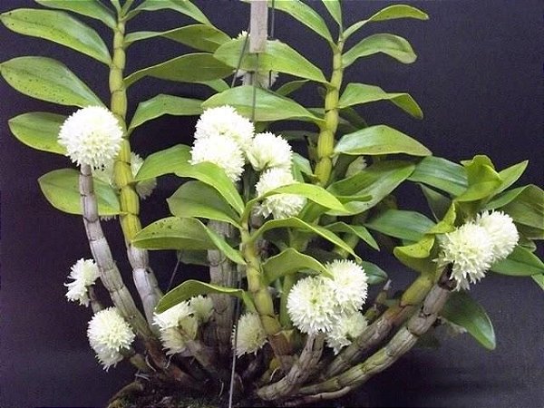 Dendrobium Purpureum Album - Tamanho 3