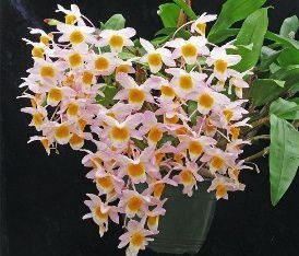 Dendrobium Rosy Cluster - Pré Adulto