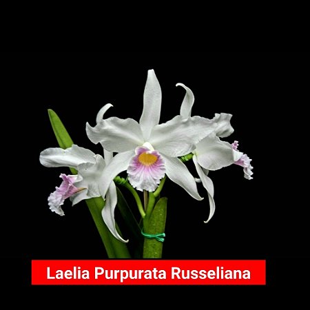 Laelia Purpurata Russeliana - Tamanho 3