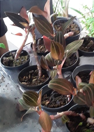 Orquídea