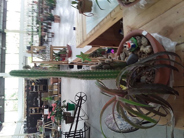 Terrário de plantas grande