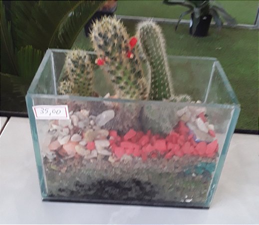 Terrário de plantas em vidro pequeno