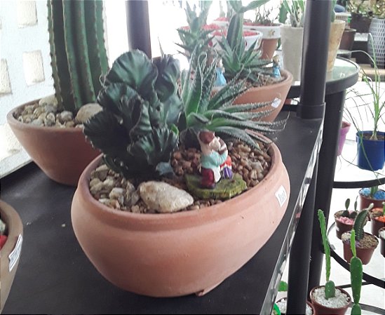 Terrário de plantas grande