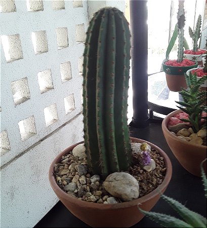 Terrário de cacto
