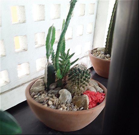 Terrário com mix de plantas