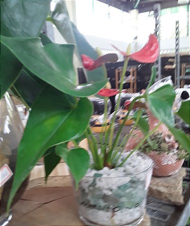 Terrário de plantas