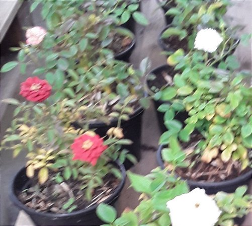 Mini rosas - cores sortidas