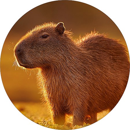 1 Peça Capivara Desenho Decoração Moderno Poliéster Objeto De