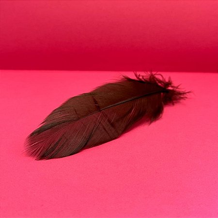100 Penas de Cegonha Macio - Tam : 15-20cm - Pluma De Cisne Natural Cor:MARROM-ESCURO
