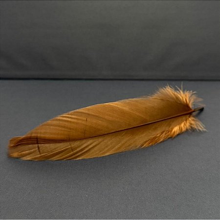 100 Penas de Cegonha Macio - Tam : 15-20cm - Pluma De Cisne Natural Cor:MARROM-CLARO