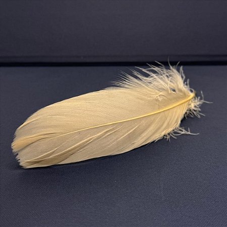 100 Penas de Cegonha Macio - Tam : 15-20cm - Pluma De Cisne Natural Cor:BEGE