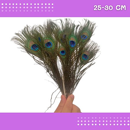 10 Penas de Pavão Natural - Tam: 25-30cm Artesanato, Cocar, Decoração