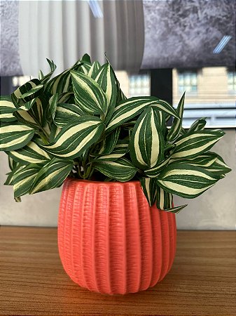 Vaso com folhagem redondo