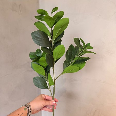 Haste de Peperômia Verde