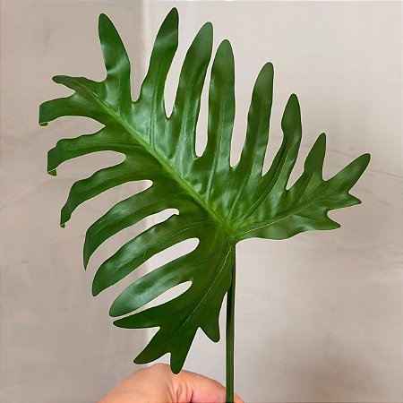 Haste de Filodendro