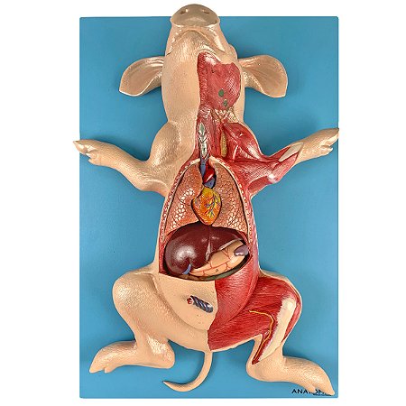 Anatomia Do Porco, em Placa TZJ-0610-OP