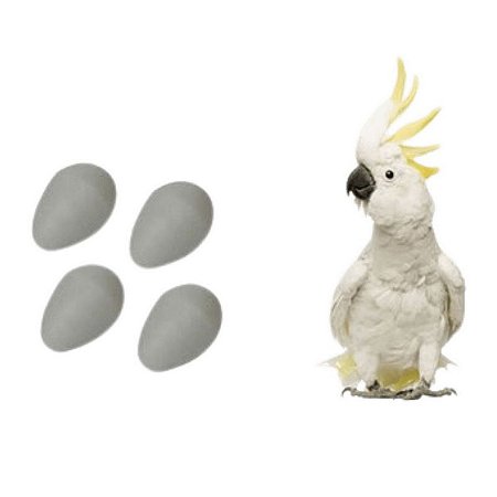 Ovo Indez Branco - Para Cacatua - Tamanho Grande - Unidade - Ornamental