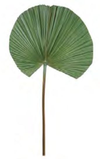 Folhagem Latanea Desidratado Verde 50cm