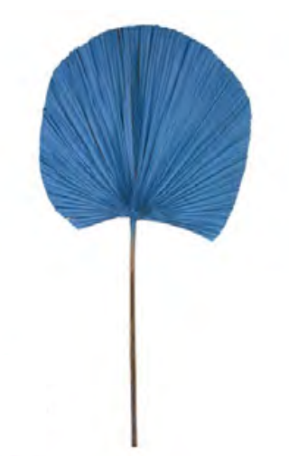 Folhagem Latanea Desidratado Azul 50cm
