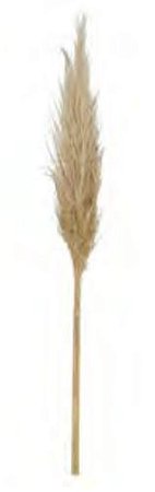 Folhagem Capim Dos Pampas C/3 Hastes Desidratado Natural  70cm