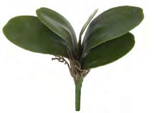 Folhagem Artificial Folha Orquidea C/Arame Phalaenopsis C/Powder X5 Verde 22cm