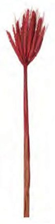 Folhagem Trigo C/20 Haste Desidratado Vermelho 65cm