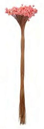Folhagem Sempre Viva Desidratado Salmon 40cm