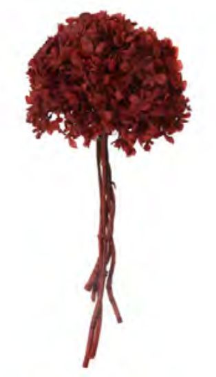 Folhagem Hortensia C/6 Hastes Desidratado Vermelho 25cm