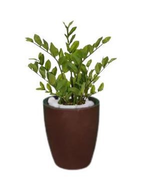 Planta Árvore Artificial Zamioculca Real Toque Verde 50cm Kit + Vaso Marrom 30 cm