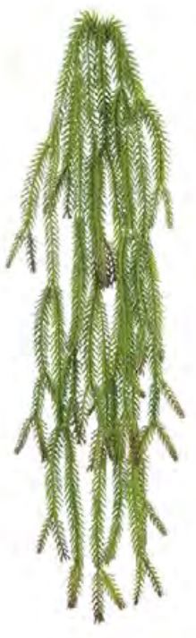Planta Artificial Pendentes Foxtail Verde Outono 70cm